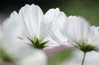 純白の”秋桜”