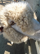 三浦の羊
